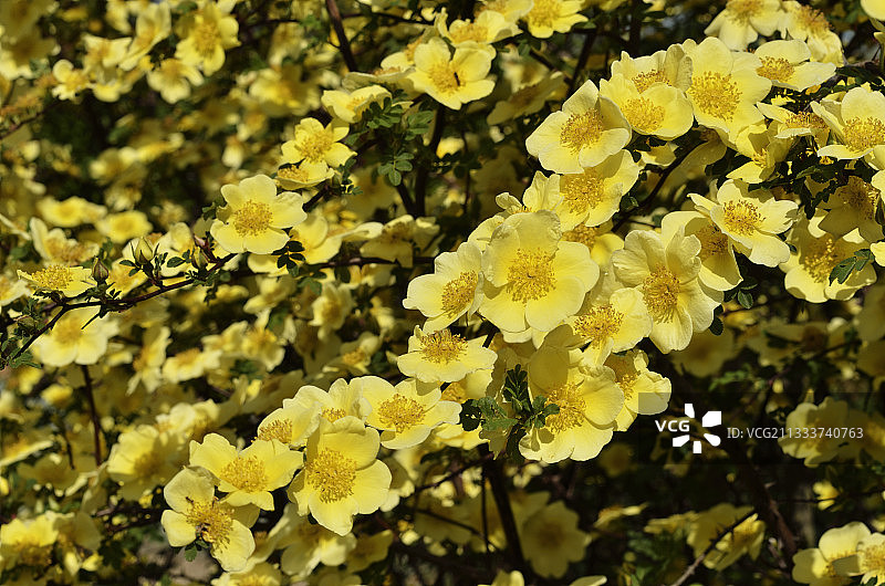 花园里盛开的‘金丝雀’玫瑰树图片素材