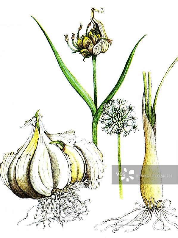 大蒜植物素描图片素材