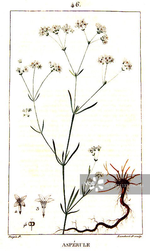 车叶草植物图图片素材