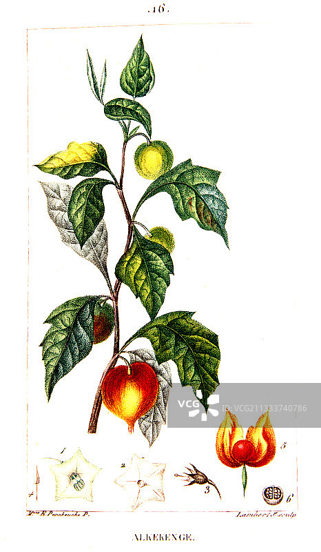 中国灯笼植物素描图片素材