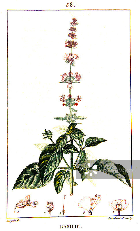 罗勒植物绘图图片素材