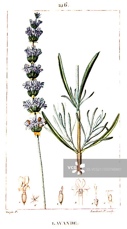 精美薰衣草植物素描图片素材