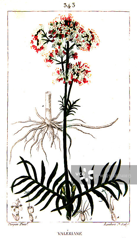 缬草植物手绘图片素材