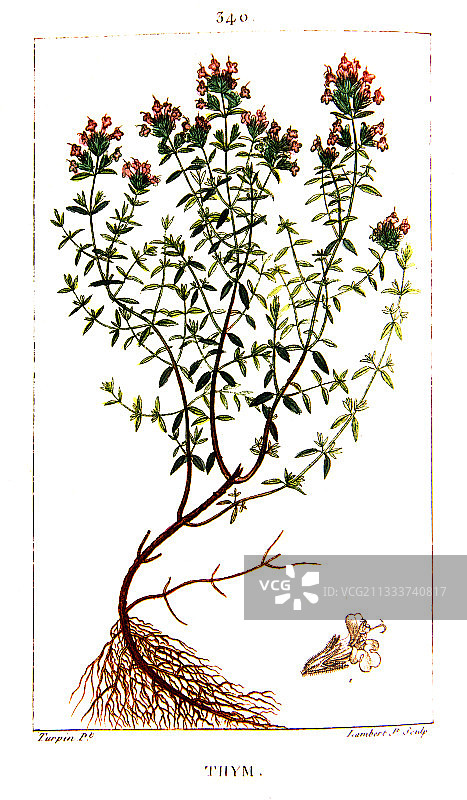 花园百里香植物素描图片素材