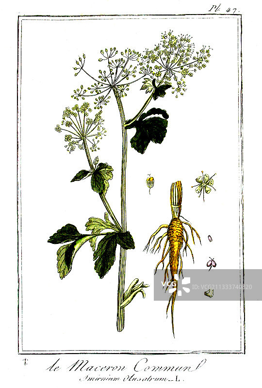 聚合草的植物画图片素材