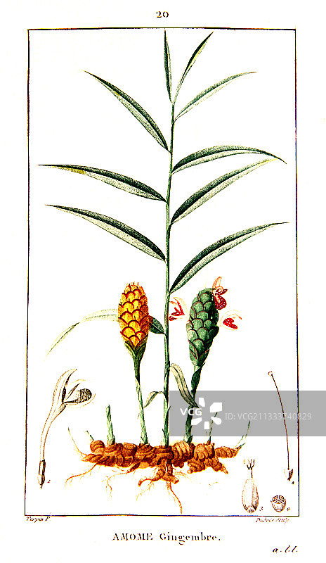 花园姜的植物素描图片素材