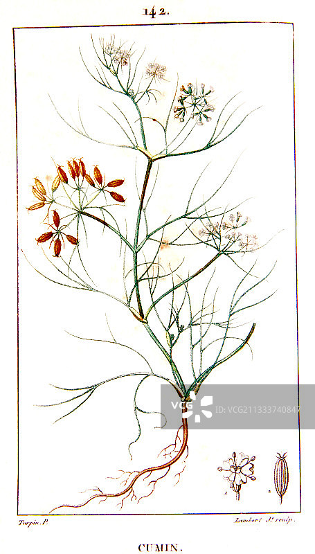 香菜植物素描图片素材
