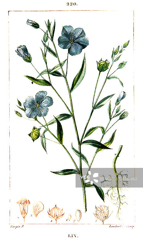 亚麻植物手绘素材图片素材