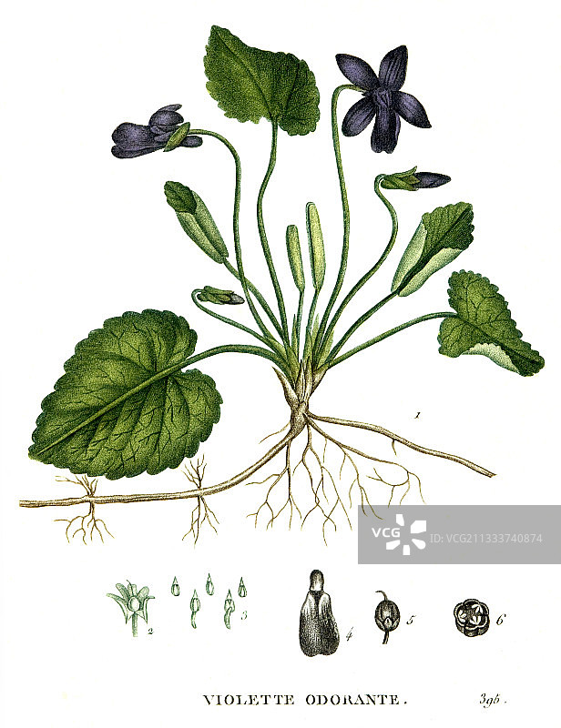 紫罗兰植物素描图片素材