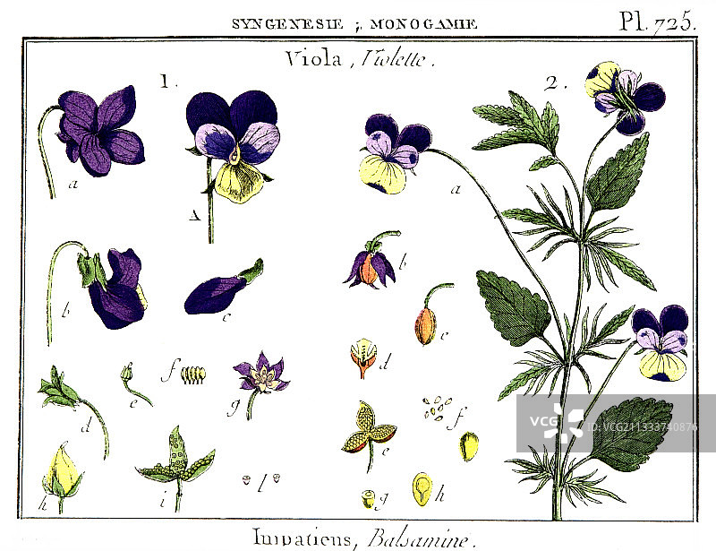 紫罗兰植物素描图片素材