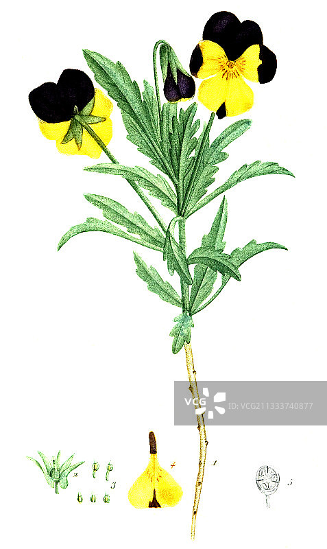 紫罗兰植物素描图片素材