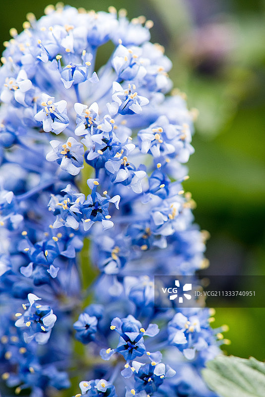 花园中盛开的红花茶图片素材