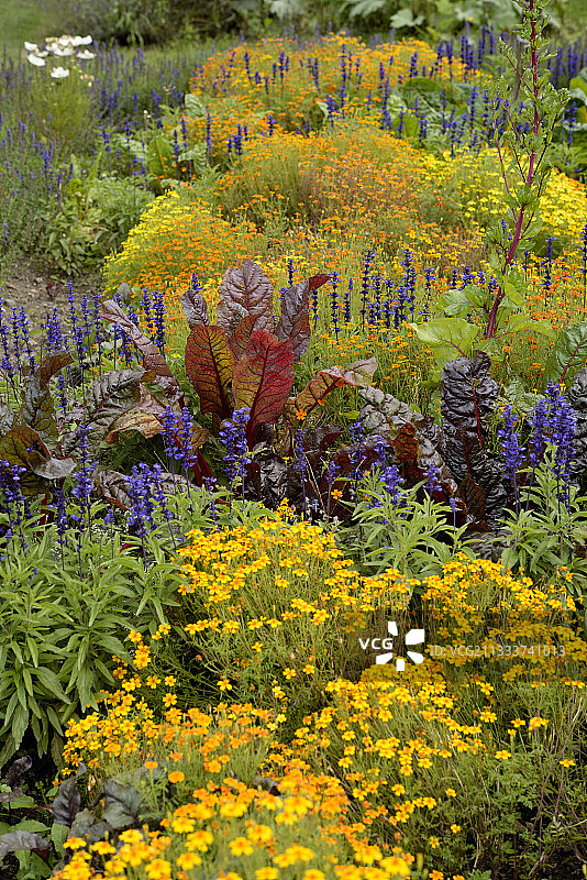 法国阿尔萨斯韦瑟林公园花园中的花簇图片素材