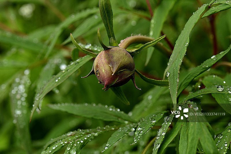 雨中的灌木牡丹“黑豹”图片素材