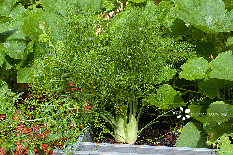 一平方英尺厨房花园里的莳萝“金牛座”图片素材