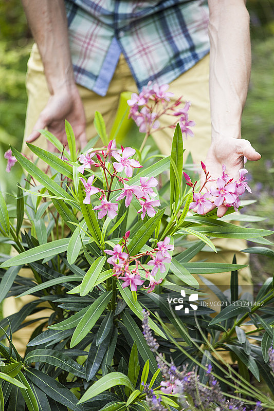 花园中的夹竹桃种植园图片素材