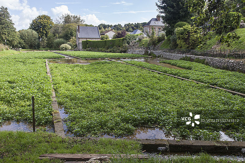 西洋菜田图片素材