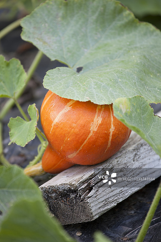 厨房菜园里的红栗南瓜图片素材
