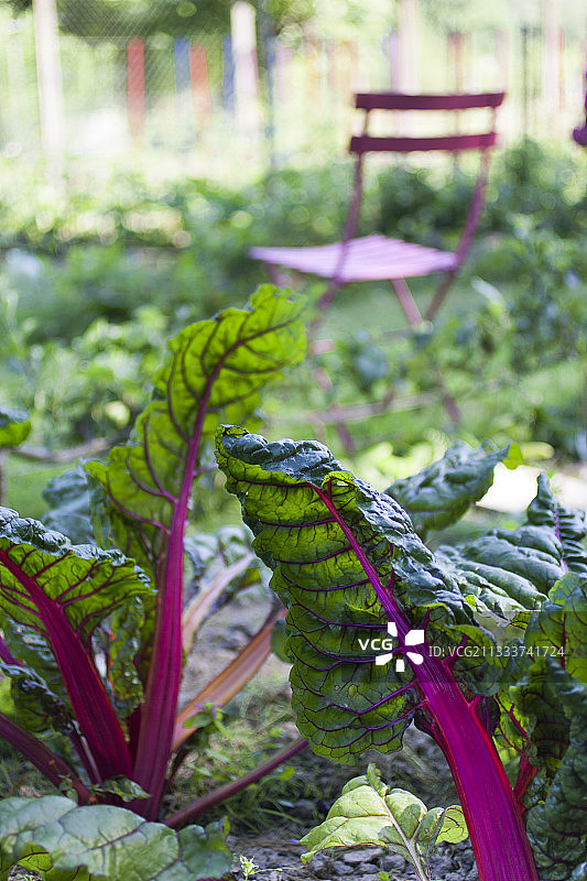 厨房花园里的巴罗特甜菜图片素材