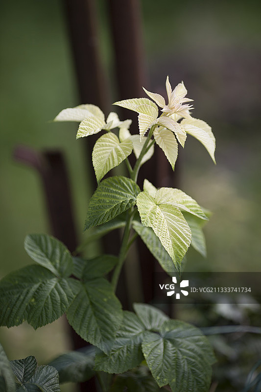 花园里除草剂对覆盆子的影响问题图片素材