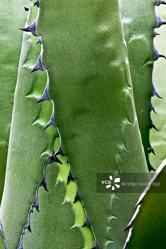 西班牙加泰罗尼亚的龙舌兰细节图片素材