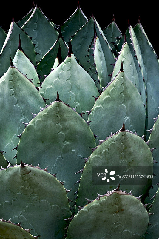 西班牙加泰罗尼亚的龙舌兰图片素材