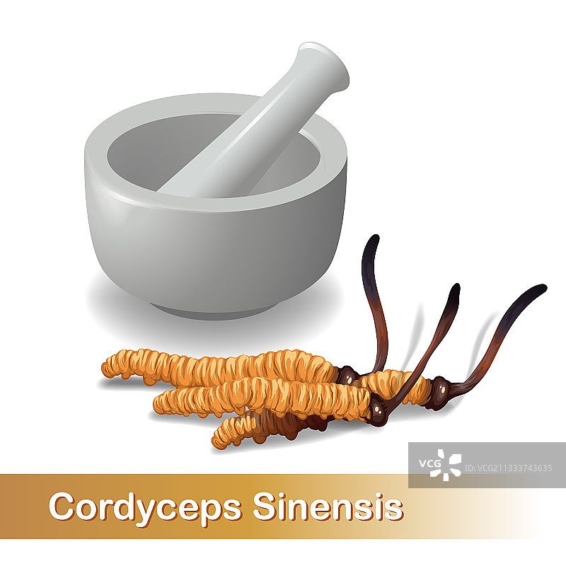 冬虫夏草中草药图片素材