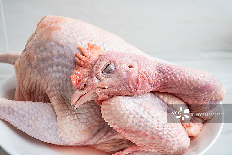 一只新鲜宰杀的母鸡图片素材