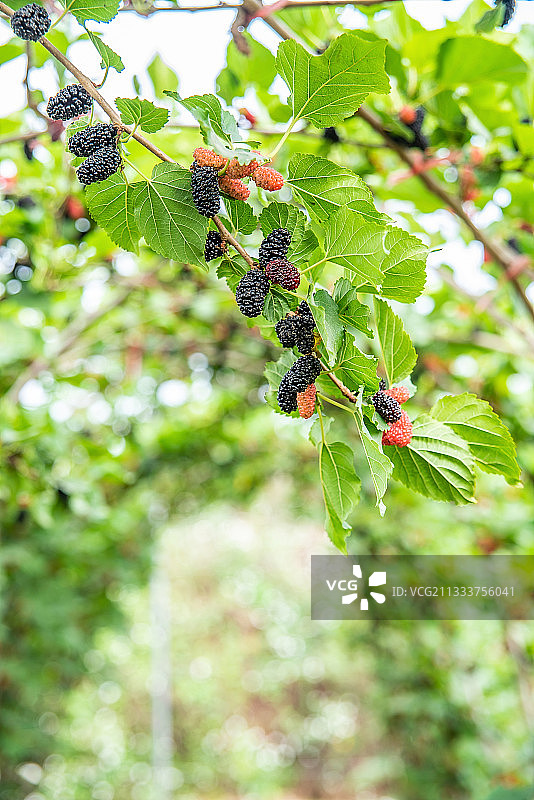 果园农场桑树上成熟的黑色桑椹子图片素材