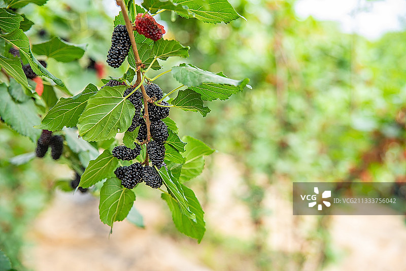 果园农场桑树上成熟的黑色桑椹子图片素材