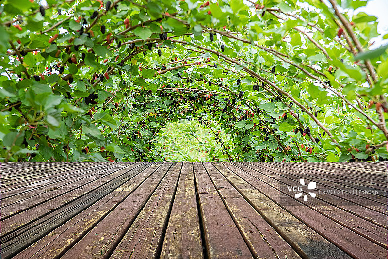 果园农场桑树长满了桑果和木板平台图片素材