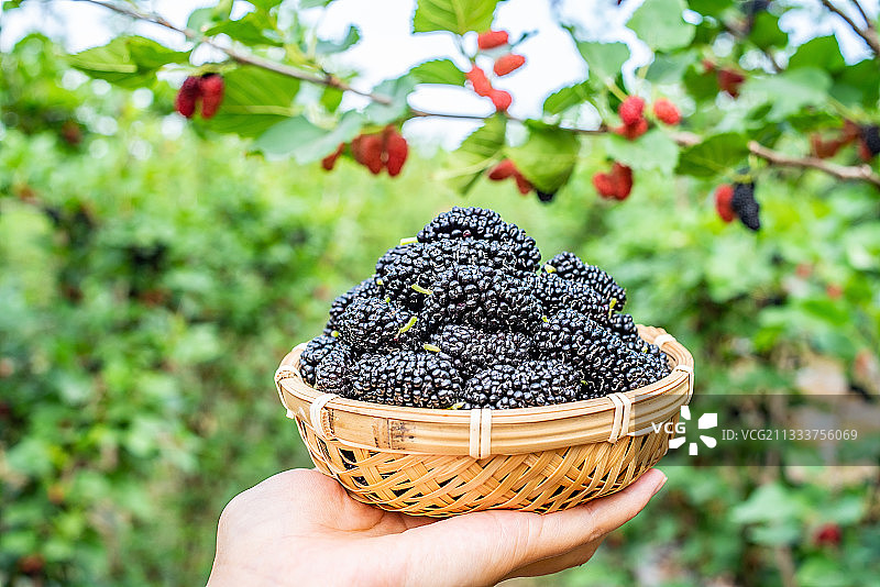 在农场果园手捧一盘采摘的新鲜黑色桑果图片素材
