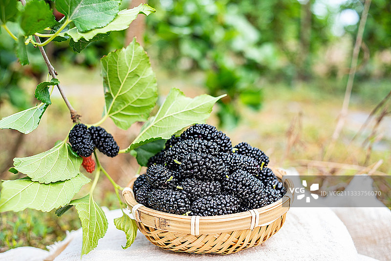 新鲜采摘的黑色桑果图片素材