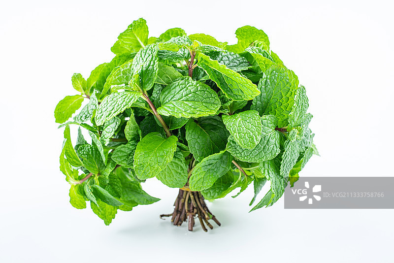 白背景上一把新鲜的香料薄荷叶图片素材