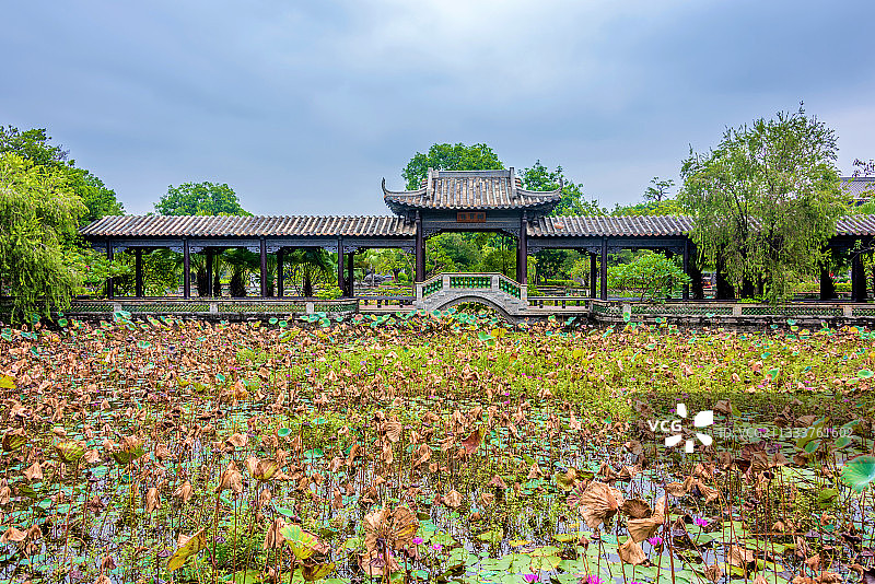中国广东东莞粤晖园浴荷池图片素材