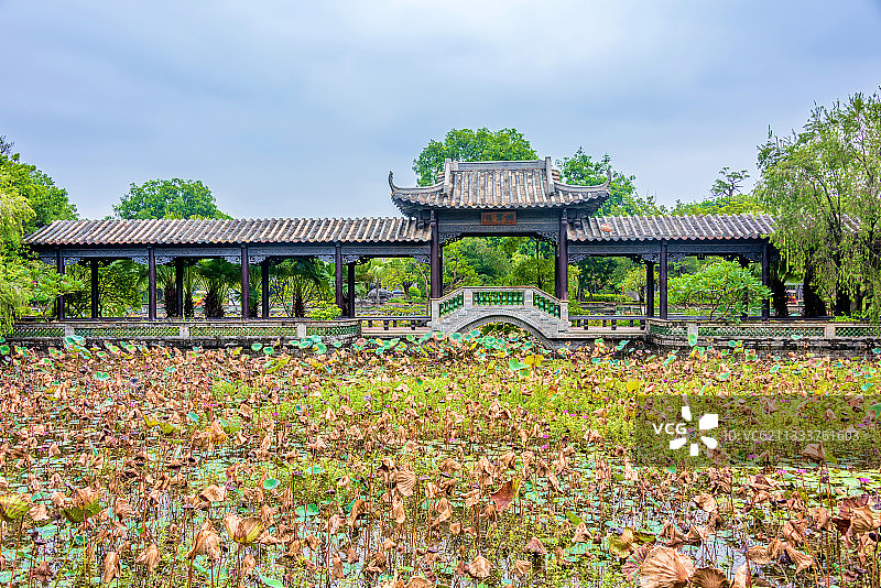 中国广东东莞粤晖园浴荷池图片素材