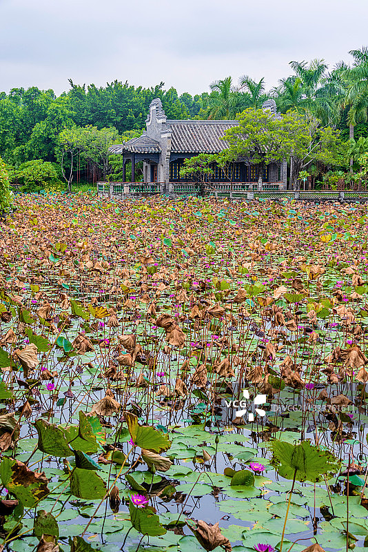 中国广东东莞粤晖园浴荷池图片素材