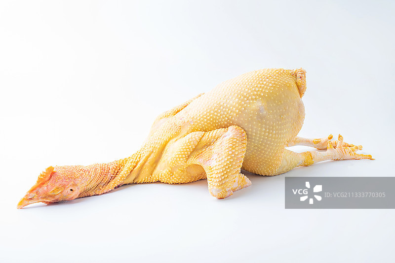 白背景上一只新鲜肥美的鸡图片素材