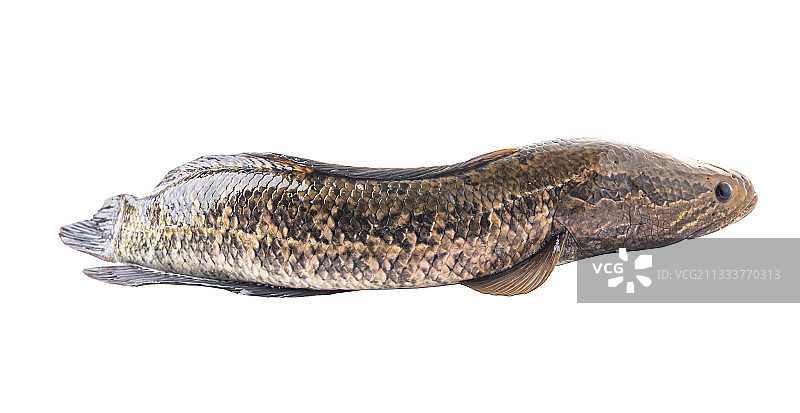 白背景上一条鲜活的黑鱼图片素材