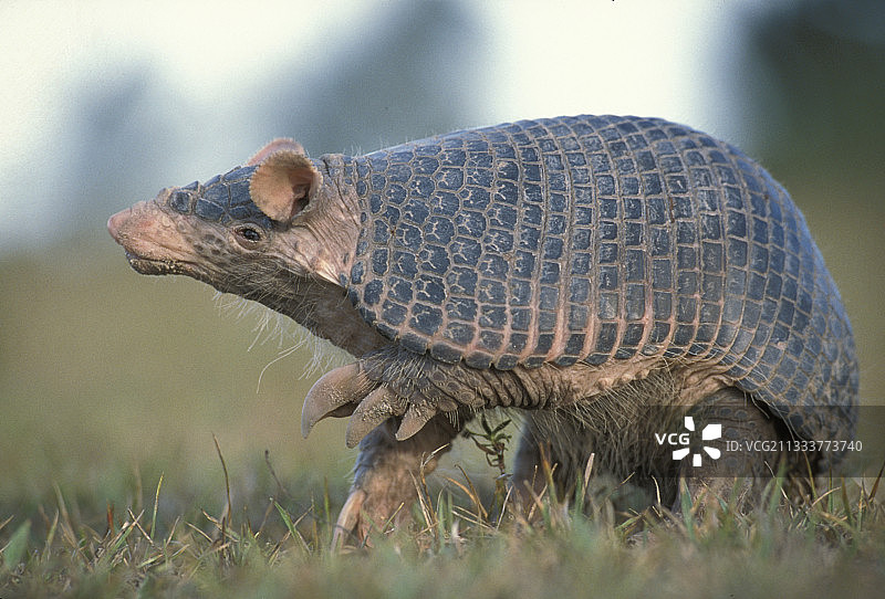 圭亚那南部裸尾犰狳图片素材