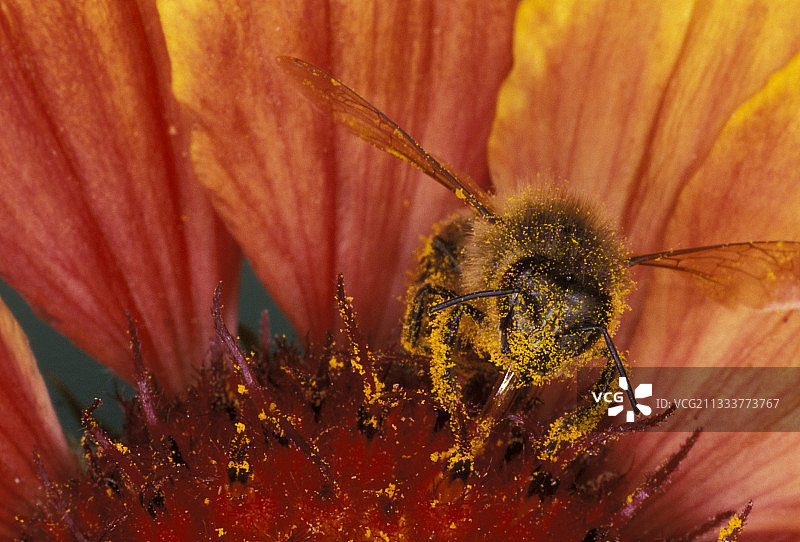 蜜蜂在法国采集花粉图片素材