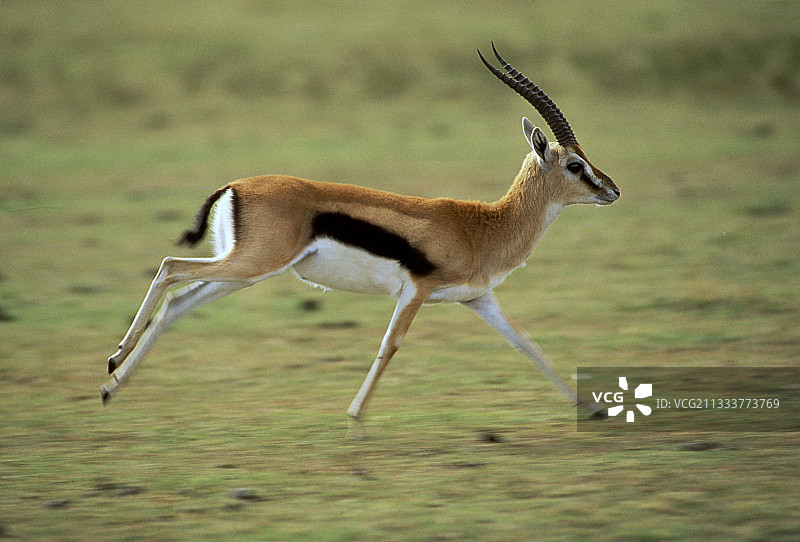 奔跑在肯尼亚稀树草原上的汤氏瞪羚图片素材