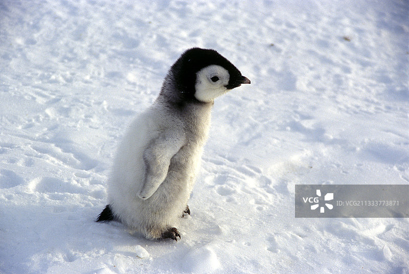 南极洲帝企鹅雏鸟图片素材