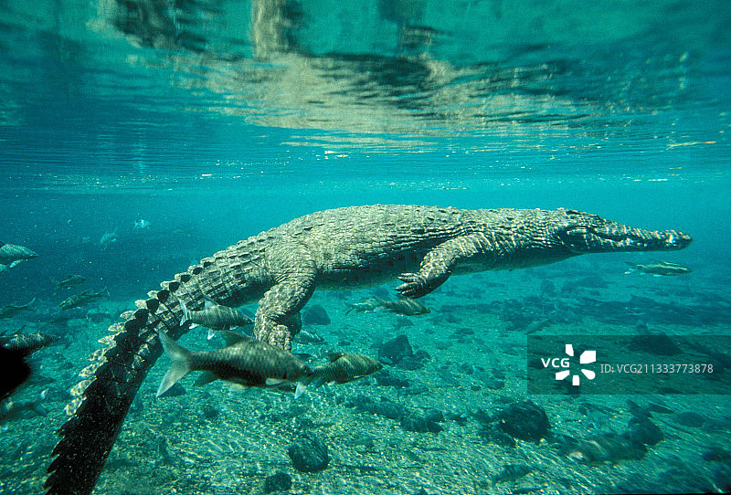肯尼亚水下尼罗鳄图片素材