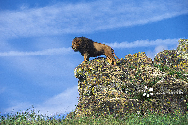 狮子栖息在岩石上图片素材