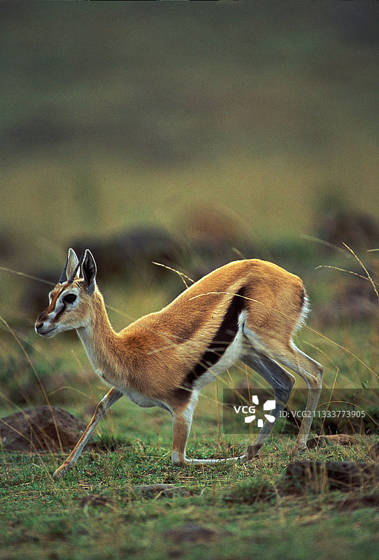 正在站立的汤姆森瞪羚，肯尼亚图片素材