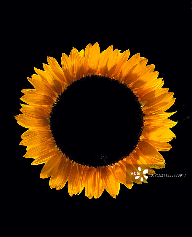 向日葵图片素材