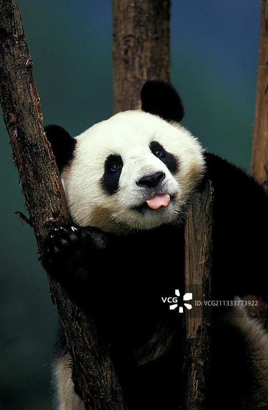 卧龙自然保护区图片素材