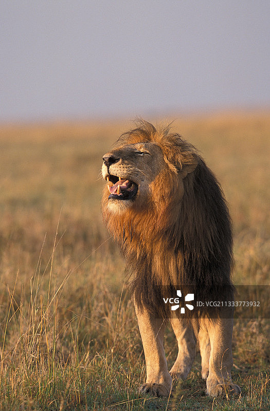马赛马拉肯尼亚的雄狮吼叫图片素材