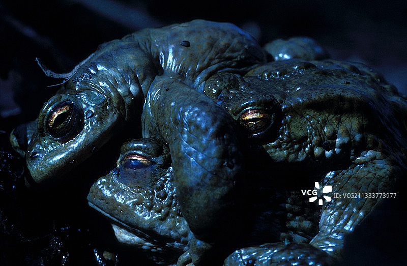 在法国群体交配的普通蟾蜍图片素材